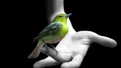 Birds palm hands