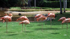 Birds Parks flamingos