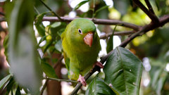 Birds Parrots