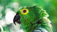 Birds Parrots