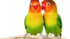 Birds Parrots