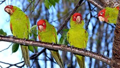 Birds Parrots