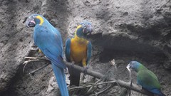 Birds Parrots