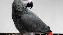 Birds Parrots african grey