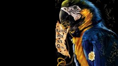 Birds Parrots Animals