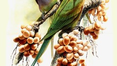 Birds Parrots artwork