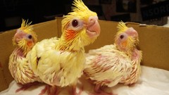 Birds Parrots baby birds