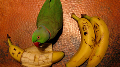 Birds Parrots bananas