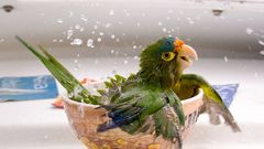 Birds Parrots bathtubs