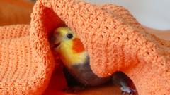 Birds Parrots blanket