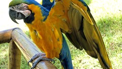 Birds Parrots Blue-and-yellow Macaws