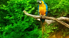 Birds Parrots Blue-and-yellow Macaws