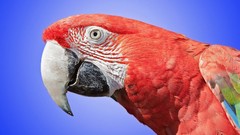 Birds Parrots blue background Scarlet Macaws