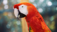 Birds Parrots bokeh Scarlet Macaws