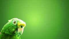 Birds Parrots green background Simple Background