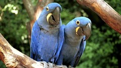 Birds Parrots Hyacinth Macaw