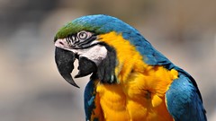 Birds Parrots macaw