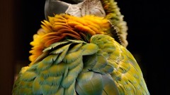 Birds Parrots macaw