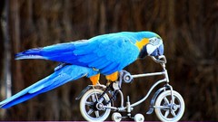 Birds Parrots macaw Bicycles scale models