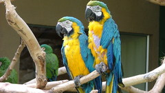 Birds Parrots macaw Blue-and-yellow