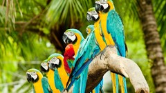 Birds Parrots macaw Blue-and-yellow