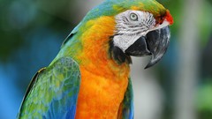 Birds Parrots macaw Blue-and-yellow Macaws