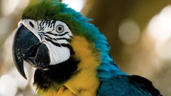 Birds Parrots macaw Blue-and-yellow Macaws