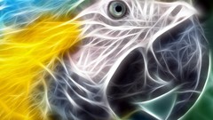 Birds Parrots macaw Fractalius