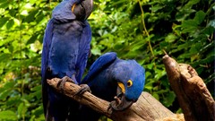 Birds Parrots macaw Hyacinth Macaw