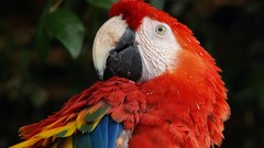 Birds Parrots macaw Scarlet Macaws