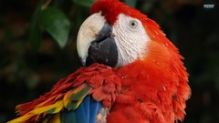 Birds Parrots macaw Scarlet Macaws