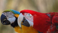 Birds Parrots macaw Scarlet Macaws Blue-and-yellow Macaws