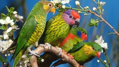 Birds Parrots multicolor