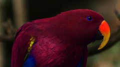 Birds Parrots multicolor