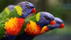 Birds Parrots multicolor