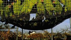 Birds Parrots national geographic