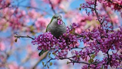 Birds Parrots pink flowers depth of field