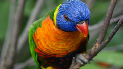 Birds Parrots rainbow lorikeet