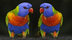 Birds Parrots rainbow lorikeet