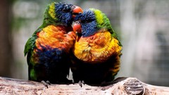 Birds Parrots rainbow lorikeet