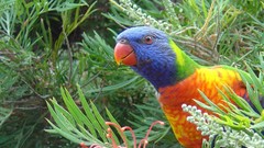 Birds Parrots rainbow lorikeet