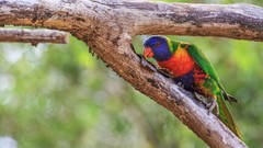 Birds Parrots rainbow lorikeet