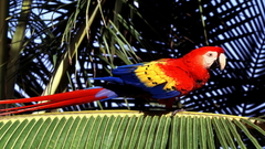 Birds Parrots Scarlet Macaws