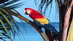 Birds Parrots Scarlet Macaws