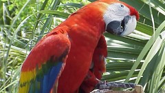 Birds Parrots Scarlet Macaws