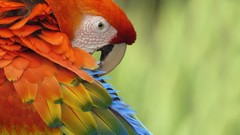 Birds Parrots Scarlet Macaws
