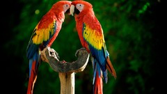 Birds Parrots Scarlet Macaws