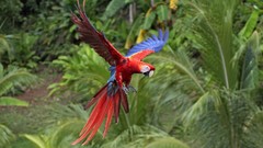 Birds Parrots Scarlet Macaws