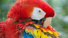 Birds Parrots Scarlet Macaws