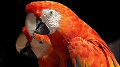 Birds Parrots Scarlet Macaws